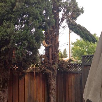 JC Tree Experts - In process - Tree Services Near Me JC Tree Experts - In process - Tree Services Near Me