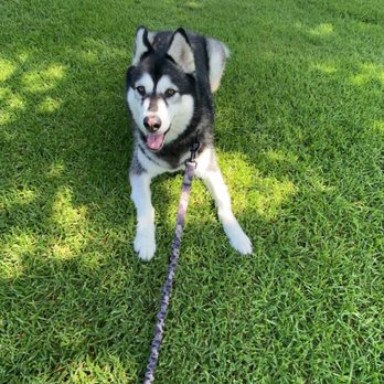 Affordable Animal Hospital - Veterinarians Near Me - Orange, California Affordable Animal Hospital - Veterinarians Near Me - Orange, California