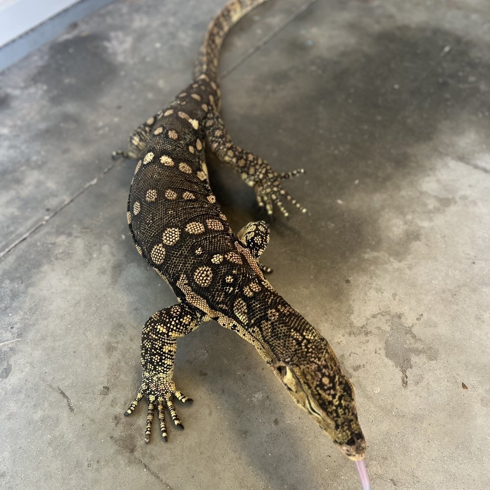 Iguanaland - Guru Monitor - Zoos Near Me - Punta Gorda, Florida