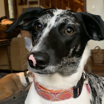 Three Dog Bakery - Miss Merle! - Pet Stores Near Me - Indianapolis, Indiana