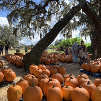 Sweetfields Farm - Pumpkin patch - Farmers Market Near Me - Masaryktown, Florida