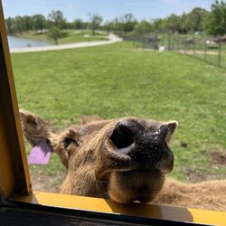 Wild Animal Safari