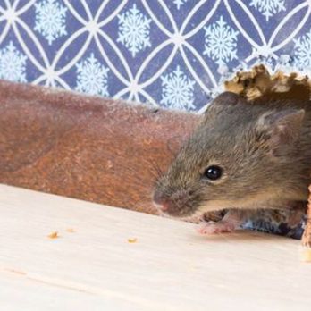 Critter Containment - Rats can chew through electrical wires,plumbing pipes,wood structures and AC ducts causing damage to your home. - Wildlife Control Near Me Critter Containment - Rats can chew through electrical wires,plumbing pipes,wood structures and AC ducts causing damage to your home. - Wildlife Control Near Me