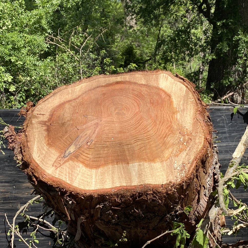 McMillan Tree Services - One big piece of log with beautiful rings of life. - Tree Services Near Me - Chico, California McMillan Tree Services - One big piece of log with beautiful rings of life. - Tree Services Near Me - Chico, California