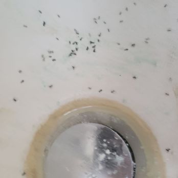 Benjamin Franklin Plumbing® - Repair job by Benjamin Franklin plumbing.  Ants the next morning - Plumbing Near Me - Tampa, Florida