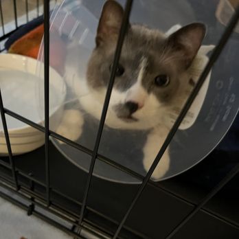 Houston Mobile Veterinary Surgery - Veterinarians Near Me - The Woodlands, Texas Houston Mobile Veterinary Surgery - Veterinarians Near Me - The Woodlands, Texas