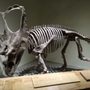 Photo of Dinosaur Provincial Park