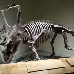 Dinosaur Provincial Park - The museum in the visitor centre