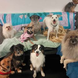 The Muttropolitan - Rocky-15 years old-standing on the couch with his pals