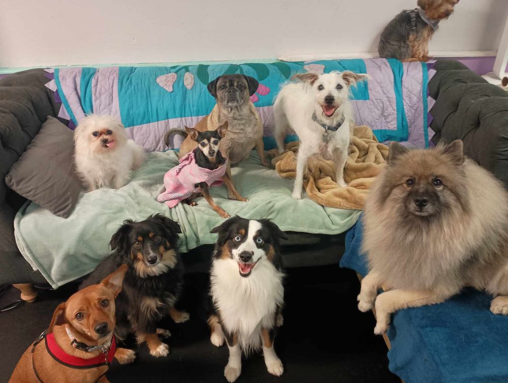 The Muttropolitan - pet boarding facility in Tacoma, WA