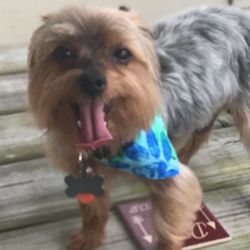 Bayview Pet Salon - Murphy living his BEST LIFE!!