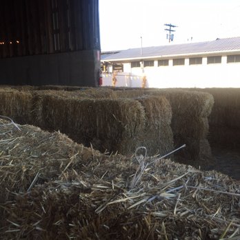 Carpinito Brothers Pumpkin Patch - Hay maze - Farmers Market Near Me - Kent, Washington