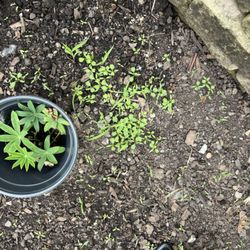 J.F. Krantz Topsoil & Nursery - More weeds from seeds in the Krantz soil.