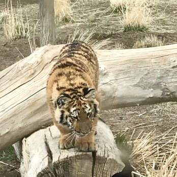 Animal Ark - The newest addition to Animal Ark, Lily the tiger cub! - Zoos Near Me - Reno, Nevada