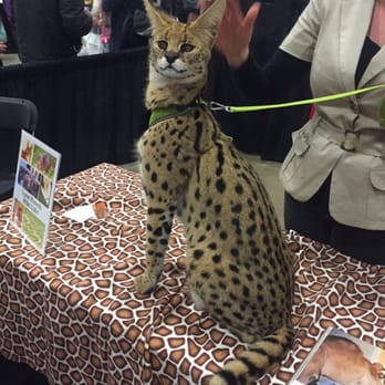 Bay Area Pet Expo - Pet Adoption Near Me - San Jose, California Bay Area Pet Expo - Pet Adoption Near Me - San Jose, California