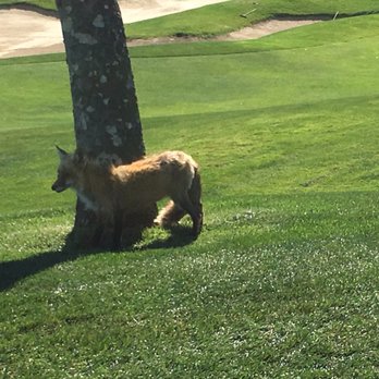 Los Lagos Golf Course - Ok, maybe a little shy - Golf Near Me - San Jose, California Los Lagos Golf Course - Ok, maybe a little shy - Golf Near Me - San Jose, California