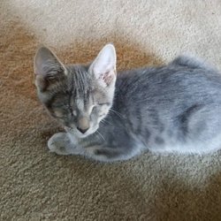 Cat Snap - Little boy's eyes had ruptured from infection. Catsnap made sure he had surgery, was recovered, socialized, and placed in a loving home.