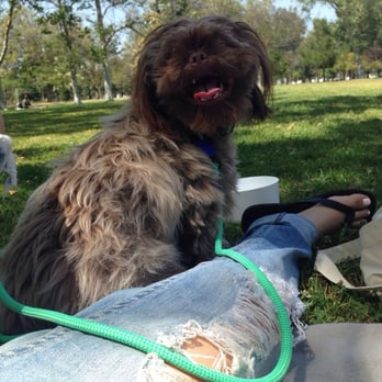 Splash Doggie - Before... - Pet Groomers Near Me - Burbank, California