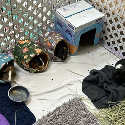 BunnyLuv Rabbit Resource Center