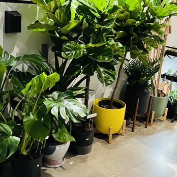 The Plant Gays - Nurseries & Gardening Near Me - Columbus, Ohio The Plant Gays - Nurseries & Gardening Near Me - Columbus, Ohio