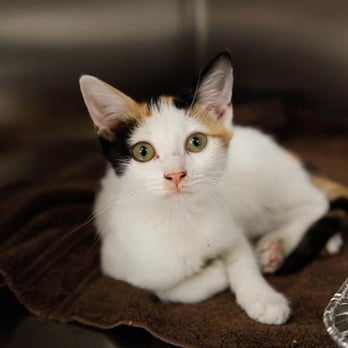 KittyKind - Animal Shelters Near Me - New York, New York