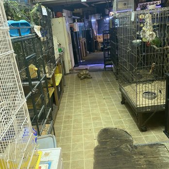 Ed's Pet World - Roaming tortoise - Pet Stores Near Me - Birmingham, Alabama