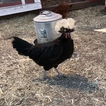 Animal Assisted Happiness - Community Service/Non-Profit Near Me - Sunnyvale, California Animal Assisted Happiness - Community Service/Non-Profit Near Me - Sunnyvale, California