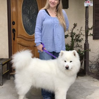 K9 City - Pet Sitting Near Me - San Juan Capistrano, California