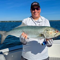 Bluefish
