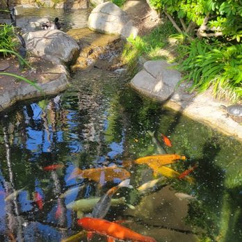 Humphreys Half Moon Inn - The huge Coy Fish - Hotels Near Me - San Diego, California Humphreys Half Moon Inn - The huge Coy Fish - Hotels Near Me - San Diego, California