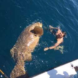 Sea Legs - Giant Goliath grouper