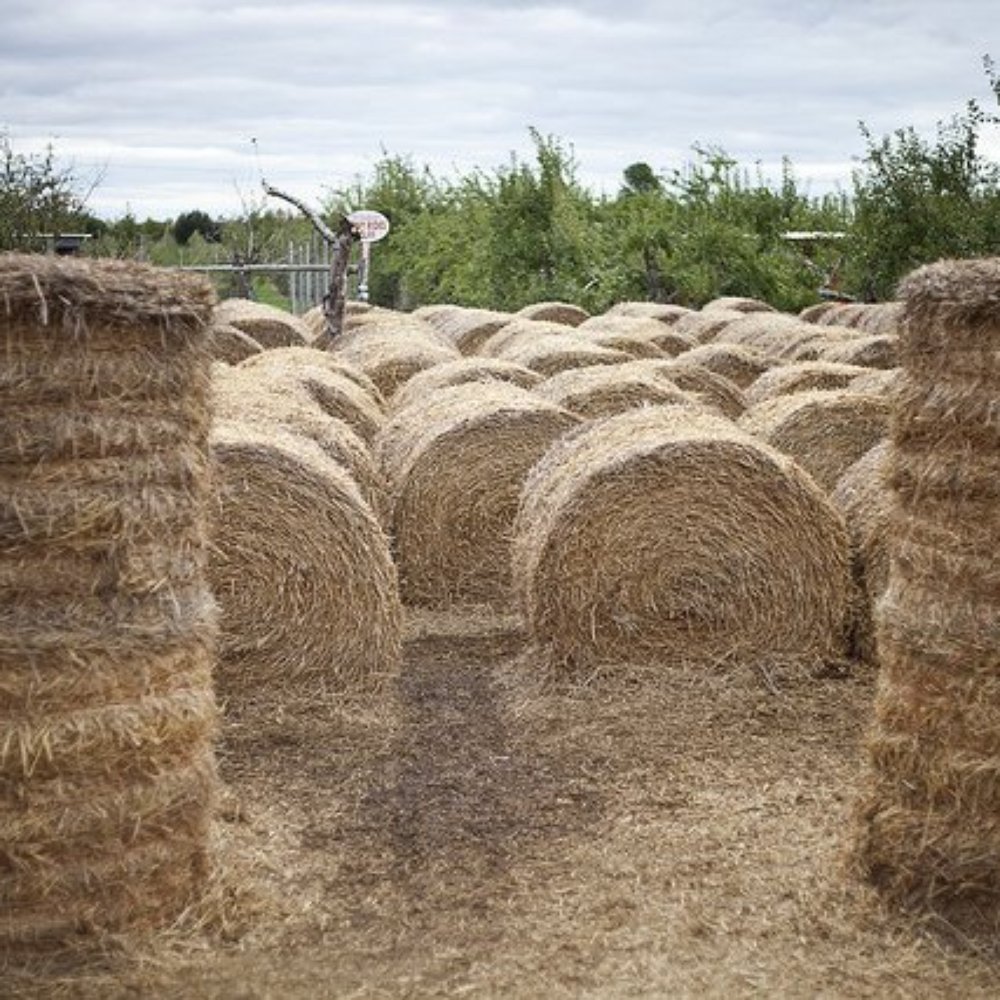 Chudleigh's - Hay - Farmers Market Near Me - Halton Hills, Ontario Chudleigh's - Hay - Farmers Market Near Me - Halton Hills, Ontario