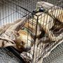 Photo of Corning Animal Hospital