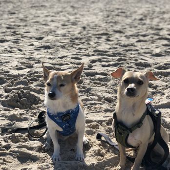 Dogtopia Houston-Galleria - Two months later at the beach. - Pet Boarding Near Me - Houston, Texas Dogtopia Houston-Galleria - Two months later at the beach. - Pet Boarding Near Me - Houston, Texas