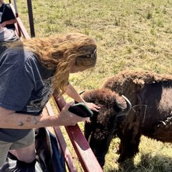Broken Wagon Bison - Only certain ones can be fed and petted, they will let you know