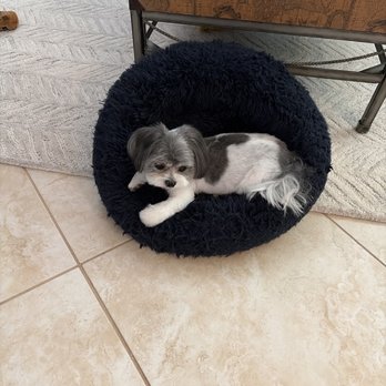 TLC Mobile Pet Grooming - Pet Groomers Near Me - Wellington, Florida
