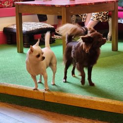 Edinburgh Chihuahua Cafe - Chihuahuas