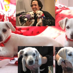 Lucky Pup Dog Rescue - mac and chaz with warren on the radio in LA the pet show