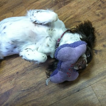 McFarland's Carpet Service - Super friendly office dog - Carpet Cleaning Near Me - Phoenix, Arizona McFarland's Carpet Service - Super friendly office dog - Carpet Cleaning Near Me - Phoenix, Arizona
