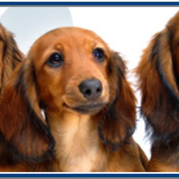 Magic Mirror Pet Grooming - Pet Groomers Near Me - Lancaster, California Magic Mirror Pet Grooming - Pet Groomers Near Me - Lancaster, California