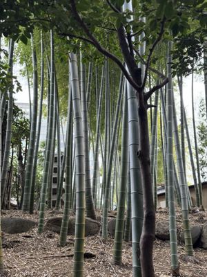 Hotel New Otani Tokyo The Main by null