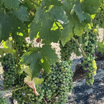Croix Estate Winery - Wine Tasting Room Near Me - Fulton, California Croix Estate Winery - Wine Tasting Room Near Me - Fulton, California