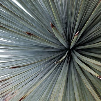 Iron Mountain Via Heaton Flats - yucca - Hiking Near Me - Azusa, California