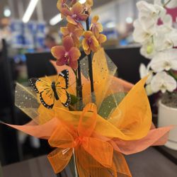 Vons - Lively orchid
