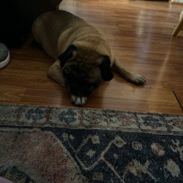 Tired pug after playing at Dog House for two hours