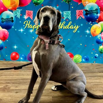Three Dog Bakery - Kingston - Backdrop for photos of all of the pups celebrating birthdays - Pet Stores Near Me - Kingston, Pennsylvania Three Dog Bakery - Kingston - Backdrop for photos of all of the pups celebrating birthdays - Pet Stores Near Me - Kingston, Pennsylvania