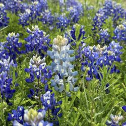 Ennis Convention & Visitors Bureau - Beautiful Blue Bonnets! Get a map so you can visit the surrounding fields. They are not nearby the welcome center.