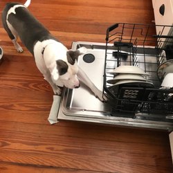 Summerville Appliance Repair - Maya helping with the  dishwasher