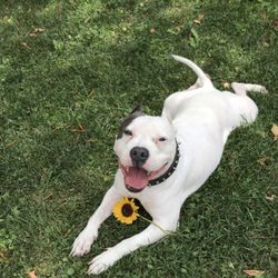 Pet Set - Our big dog that is never rejected/discriminated against.