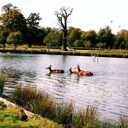 Bushy Park